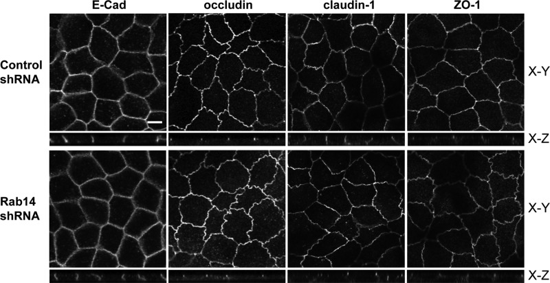 FIGURE 4: