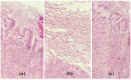 Fig. (6)