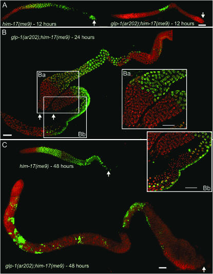 Figure 4.—