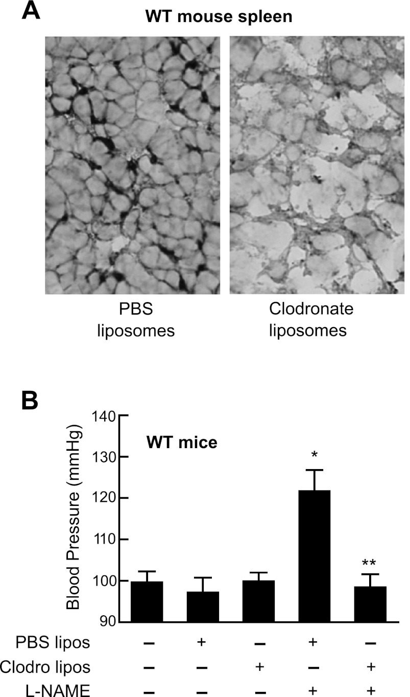 Fig. 10.