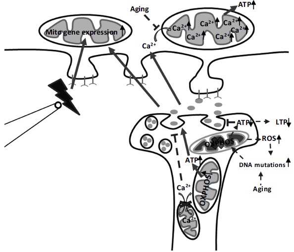 Fig. (1)