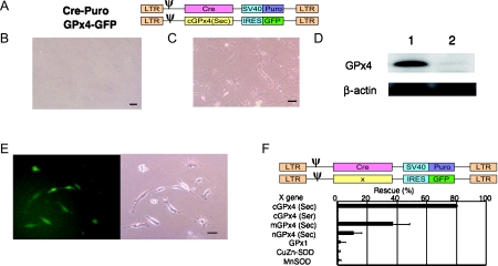 Fig. 9