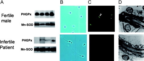 Fig. 7