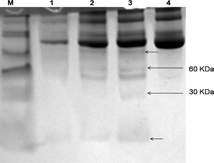 Fig. 6