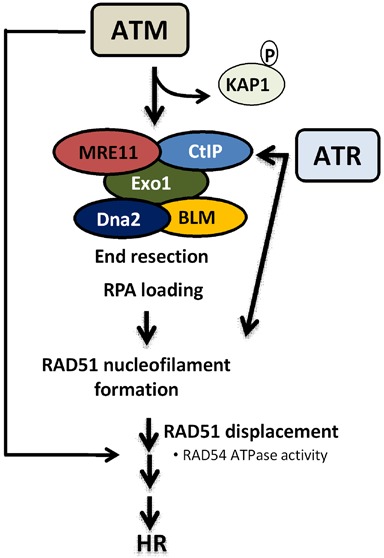 Figure 7.