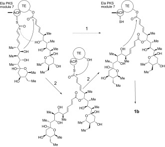 Scheme 2