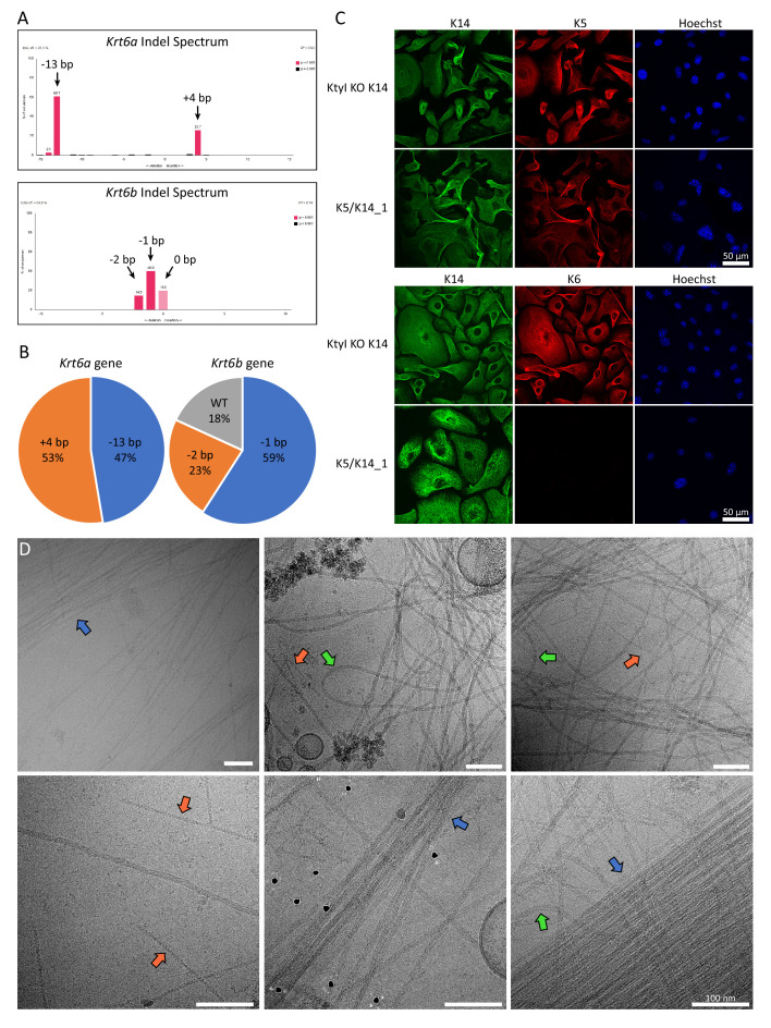 Figure 1—figure supplement 1.