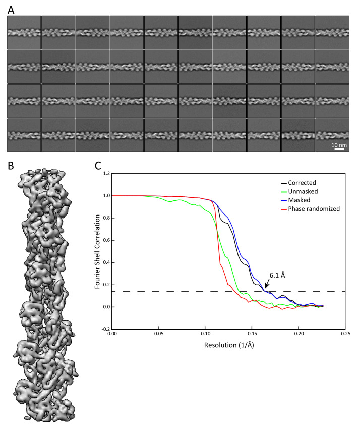 Figure 1—figure supplement 2.