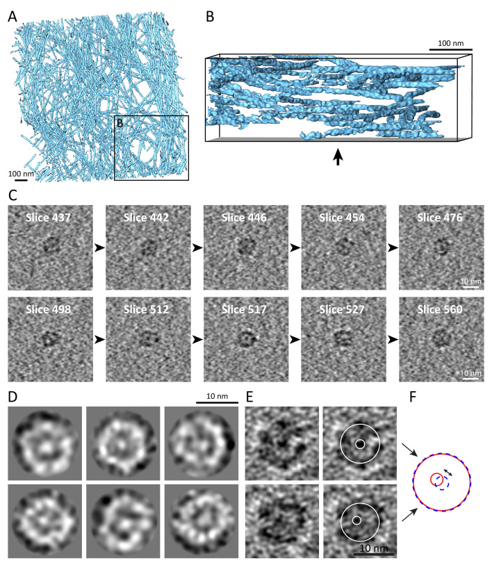 Figure 4—figure supplement 1.