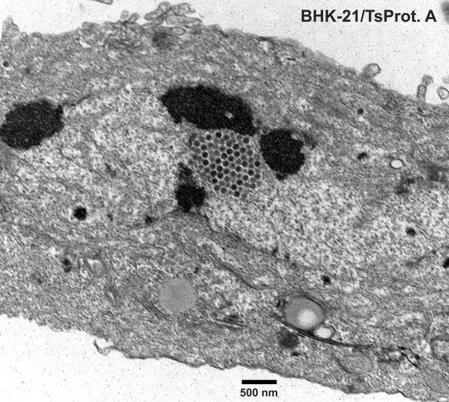 FIG. 7 and 8.