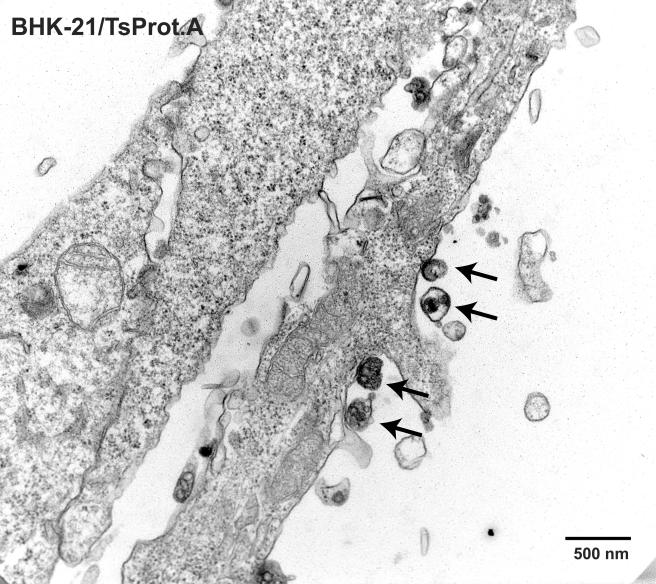 FIG. 7 and 8.