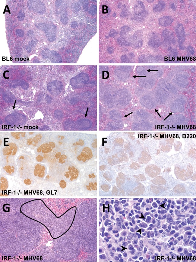 FIG 6