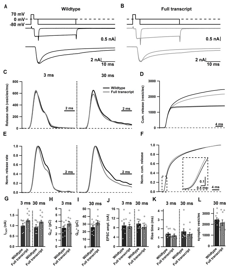 Figure 3—figure supplement 1.