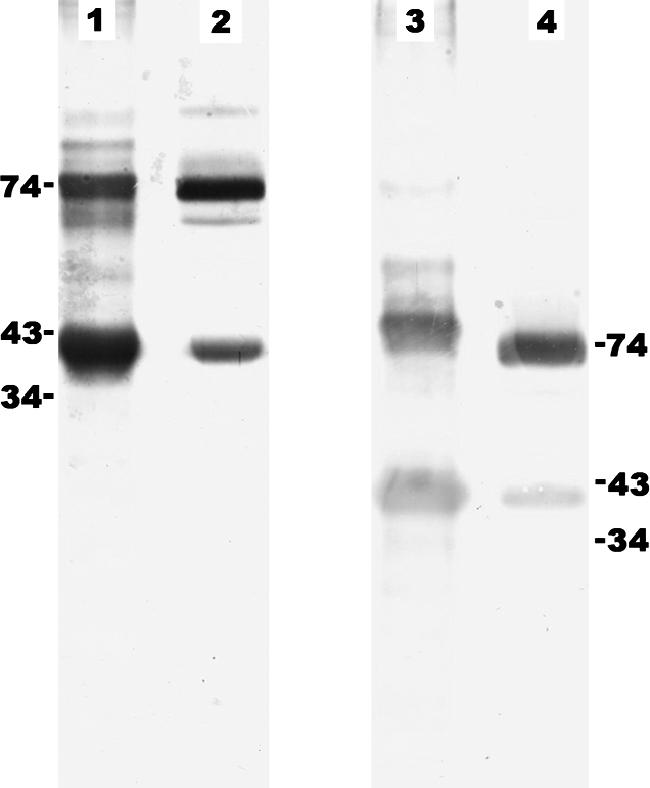 FIG. 5.