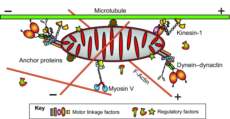 Fig. 2.