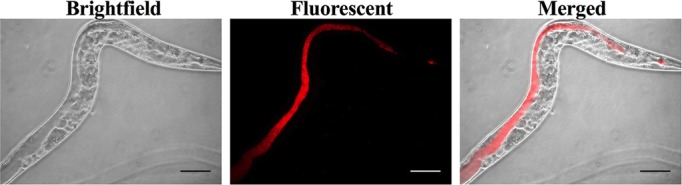 Fig. 3.