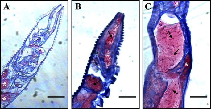 Fig. 4.