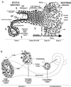FIG. 1