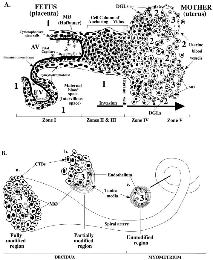 FIG. 1