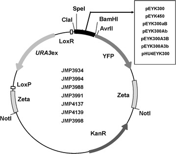 Fig. 3