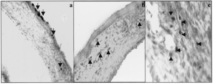 FIG. 6