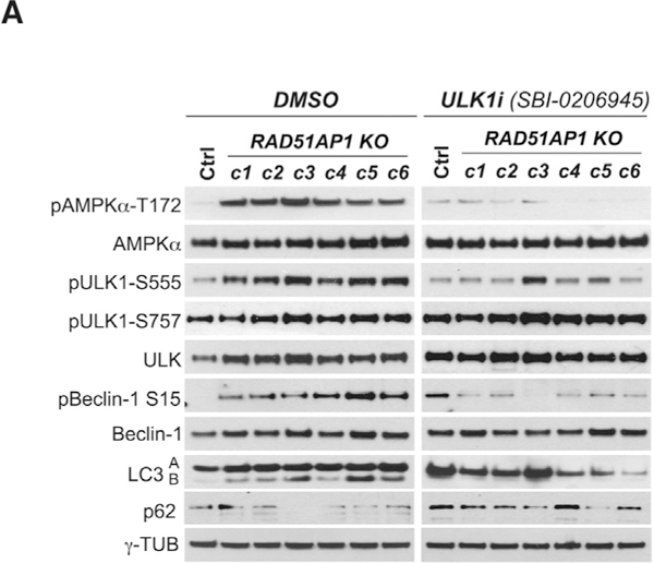 Figure 4A.