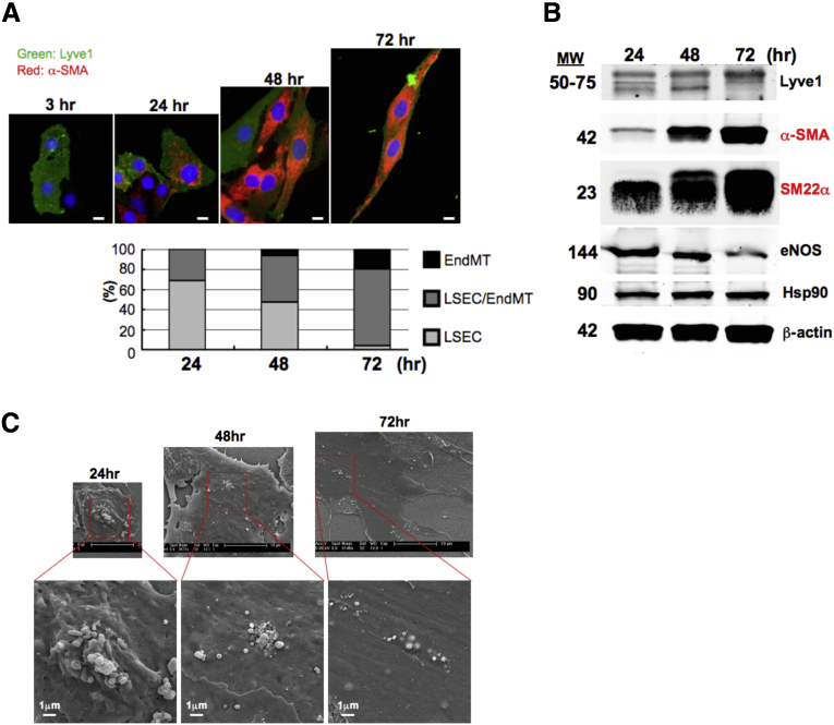 Figure 12