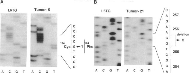 graphic file with name pnas01085-0082-a.jpg