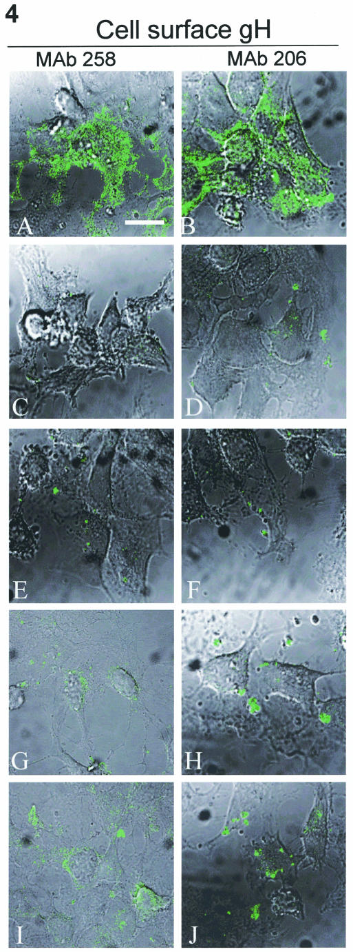 FIG. 4.