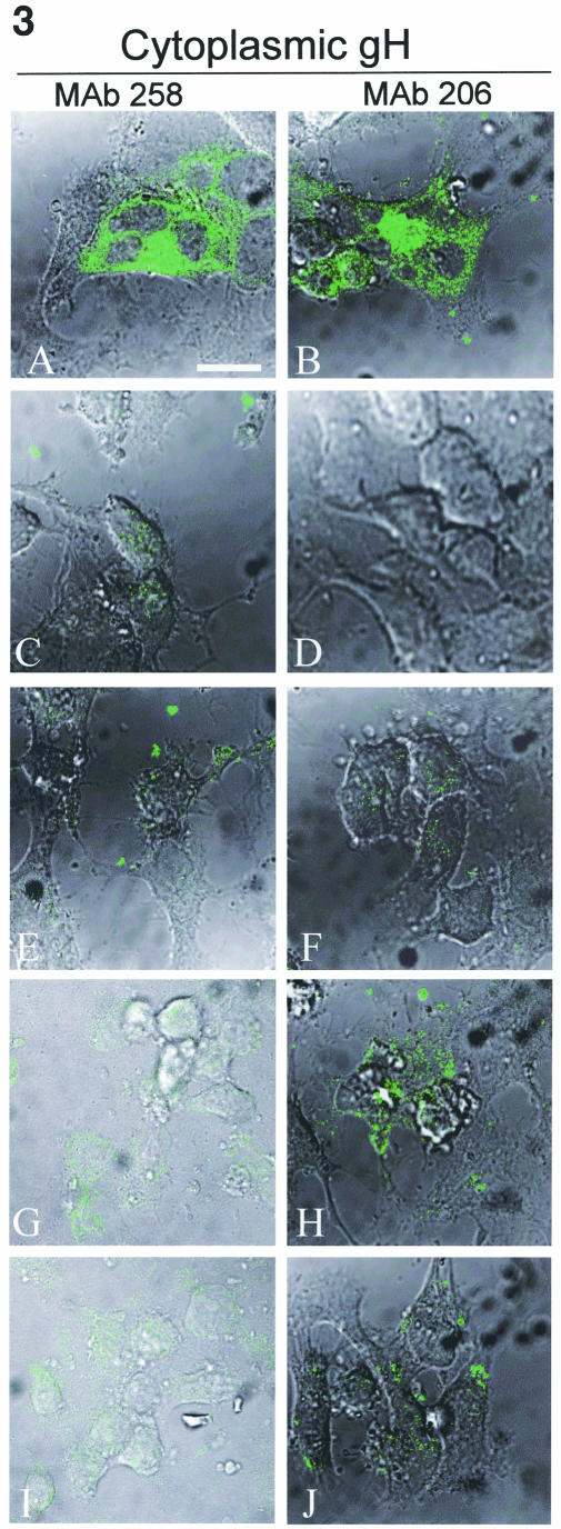 FIG.3.