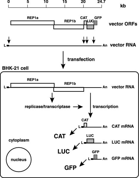 FIG. 2.