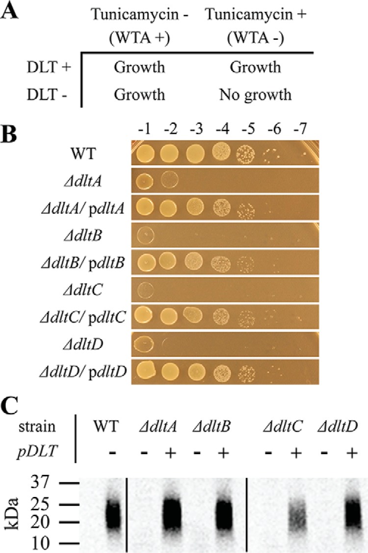 Figure 2.