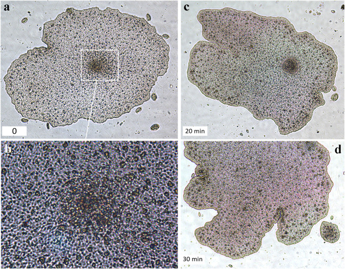 FIGURE 4