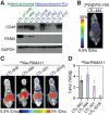Figure 1. CD46 is a target for therapy in prostate cancer, including in PSMA-negative disease. A, Western blot analysis of the PDX tumors showing overexpression of CD46 in PSMA-positive as well as PSMA-negative tumors. B, MicroPET/CT image for detection of the LTL-484 model with the [89Zr]DFO-YS5 probe at 4 hours after injections (n = 4). C, Coronal microPET/CT images for LTL-545, LTL-484, LTL-331, and LTL-331R using 68Ga-PSMA-11. Tumor regions are shown by yellow ellipses (n = 5). D, Comparison of the tumor uptake of 68Ga-PSMA-11 in PDX model shows low to moderate uptake of 68Ga-PSMA-11 in the indicated PDX models (data represented as mean ± SD, n = 5).