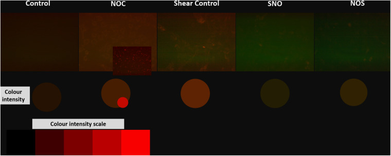 FIGURE 13