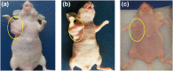 FIGURE 18