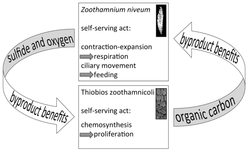 FIGURE 11