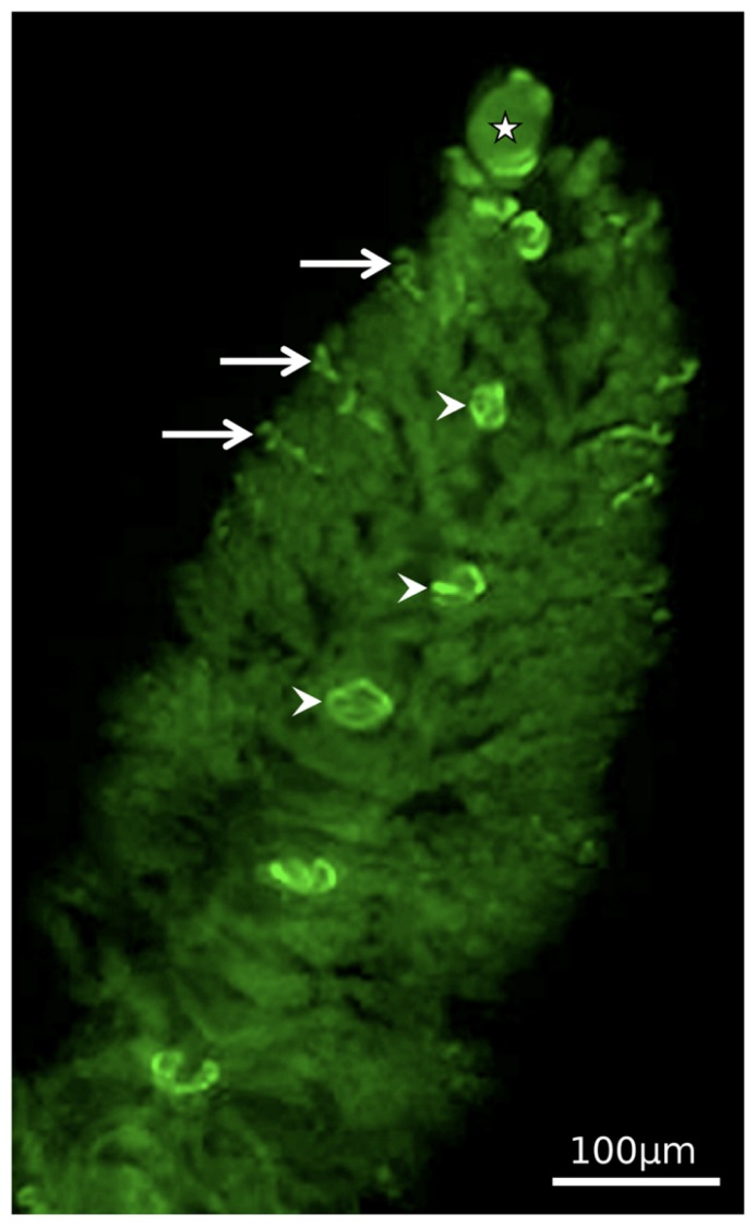 FIGURE 4