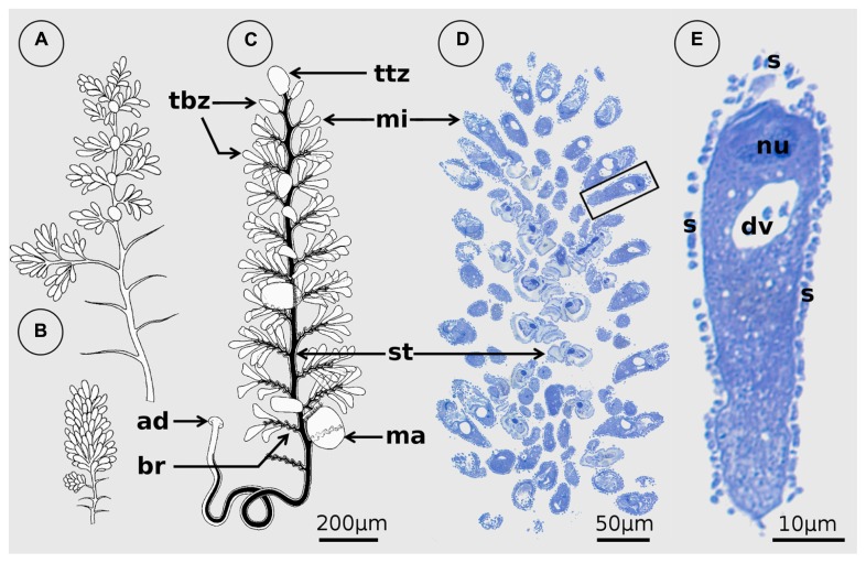 FIGURE 1