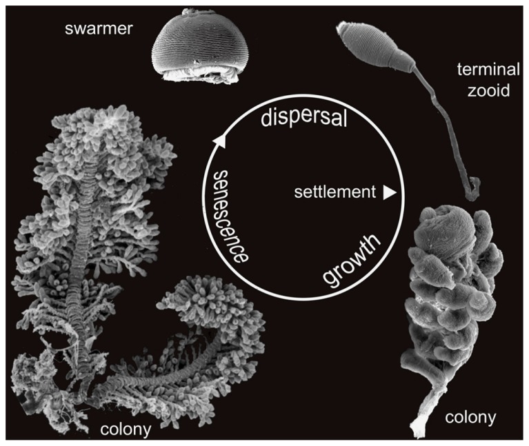 FIGURE 3