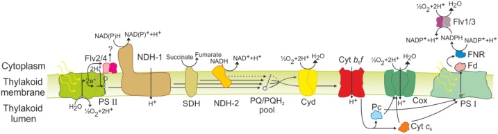 Figure 1.