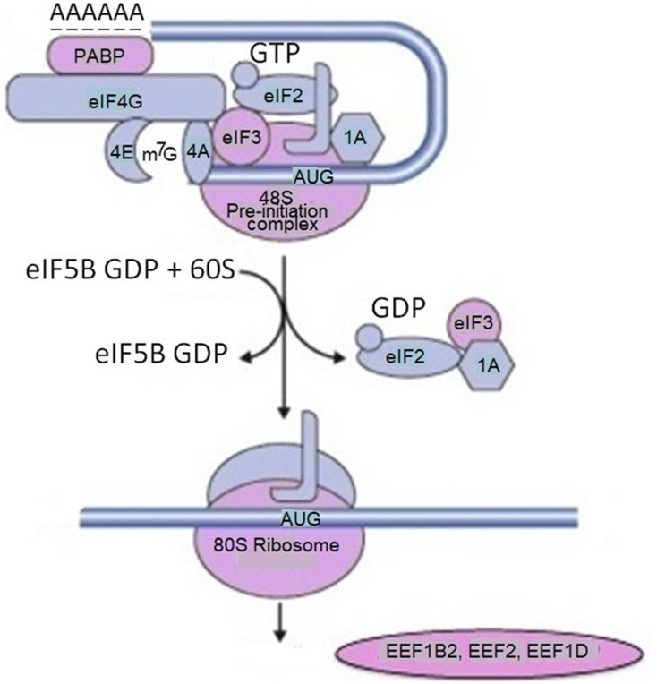 FIGURE 2