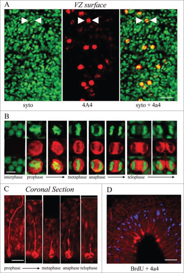 Figure 4.