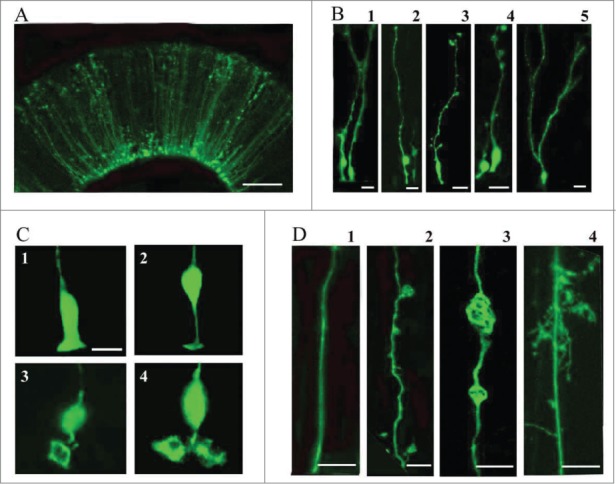 Figure 2.