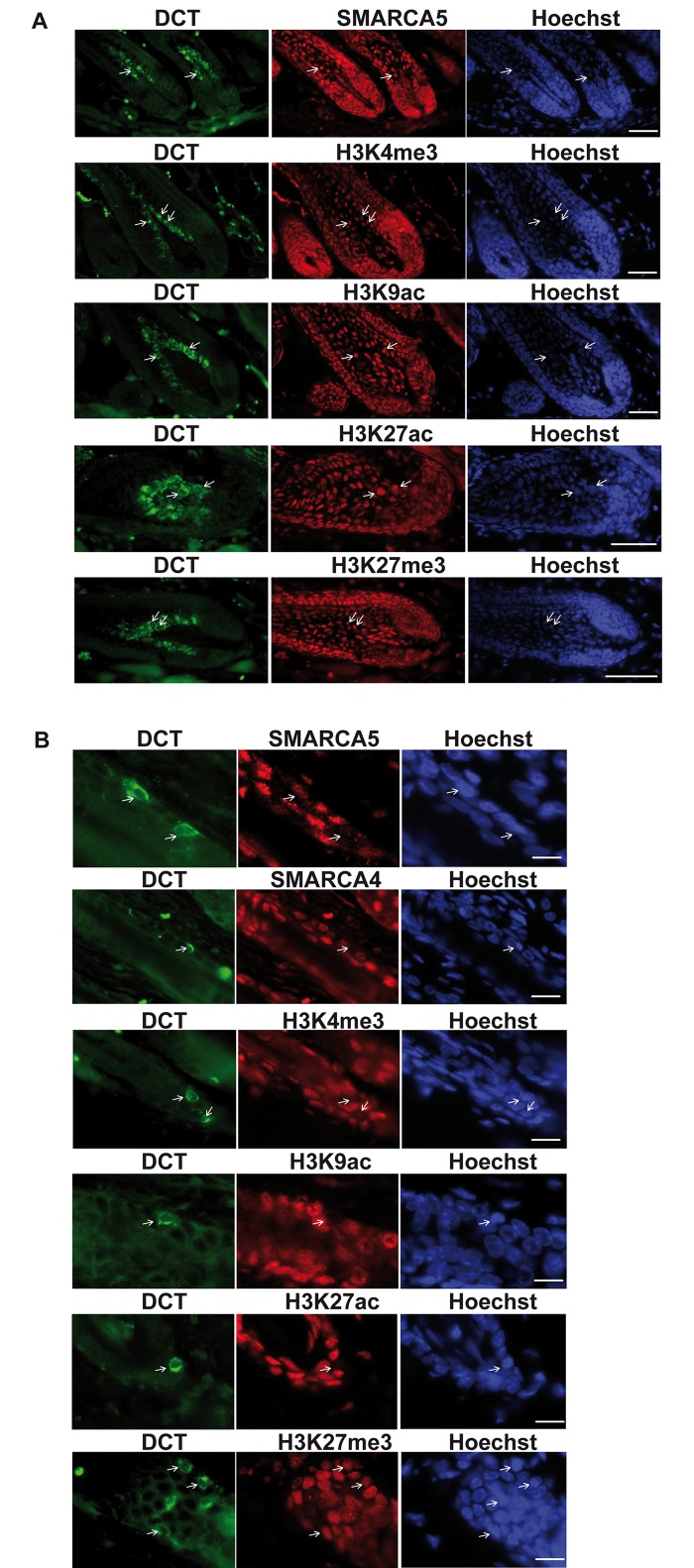 Fig 10