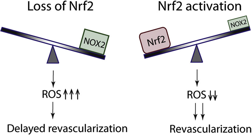 Fig. 8.