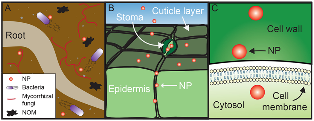 Figure 5.