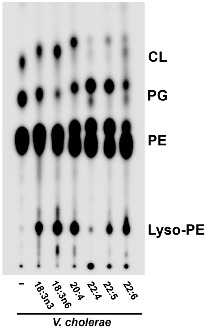 Fig. 10