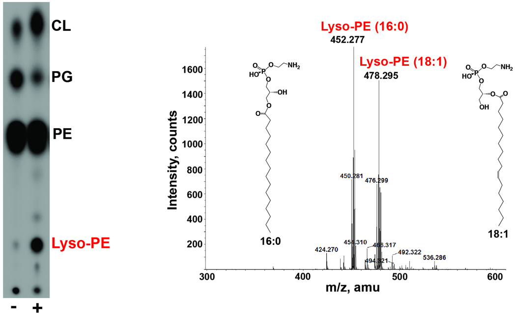 Fig. 8