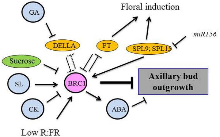 FIGURE 1